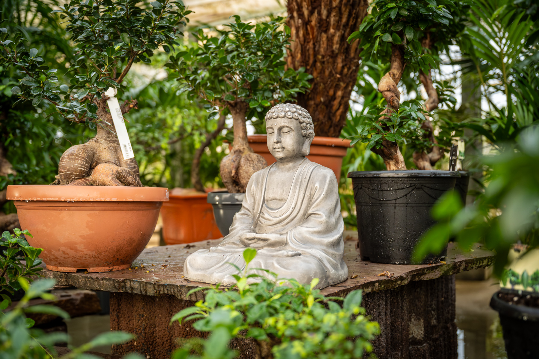 Stone Buddha statue seated in a garden among potted bonsai trees on a wooden platform
