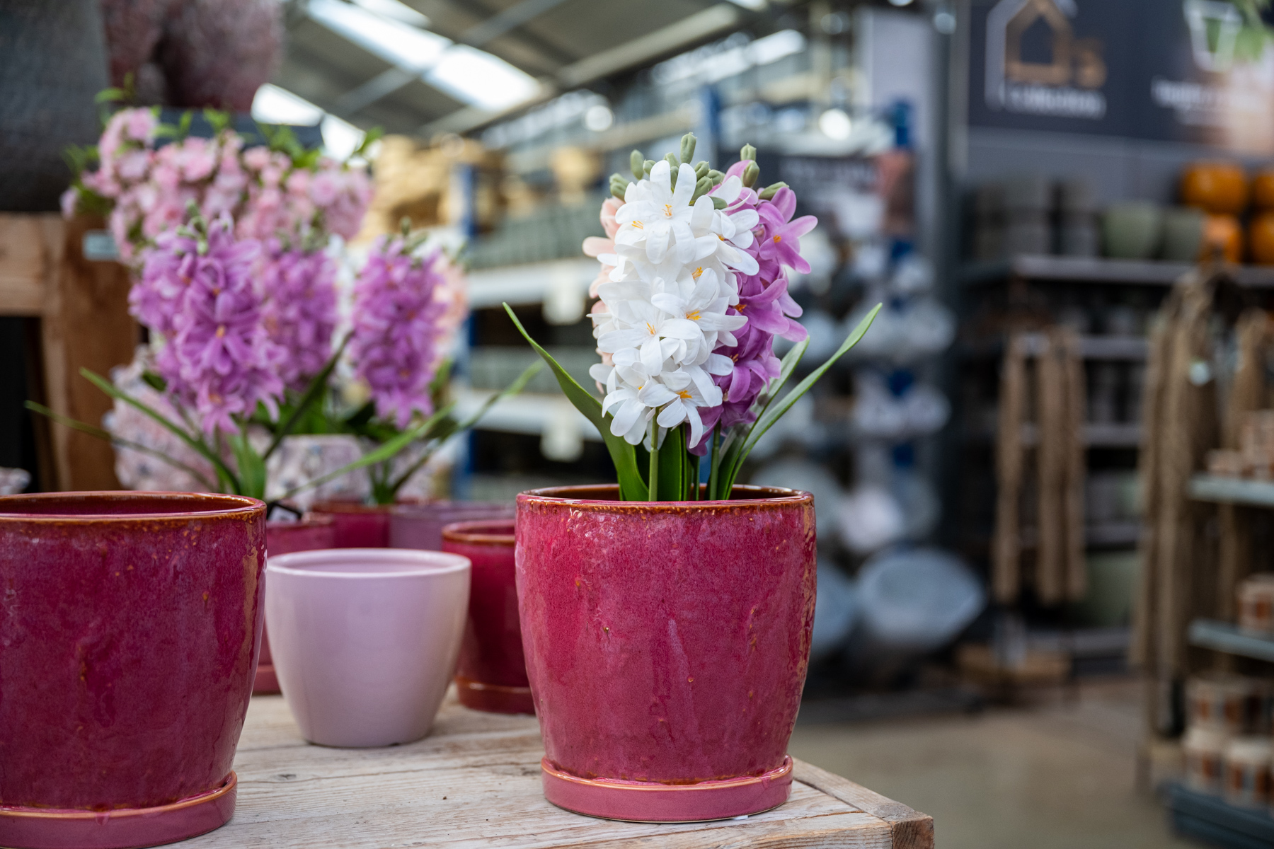 Pink and white hyacinths in pink ceramic pots on a wooden table inside a shop store display.